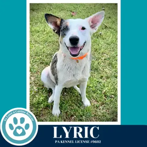 Lyric