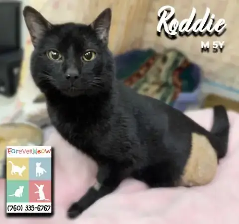 Roddie