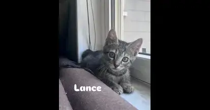 Lance
