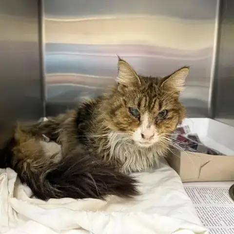 Jonas