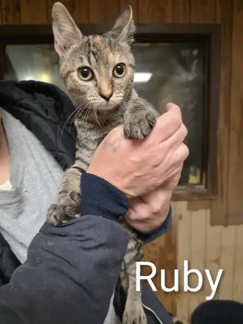 Ruby photo 4