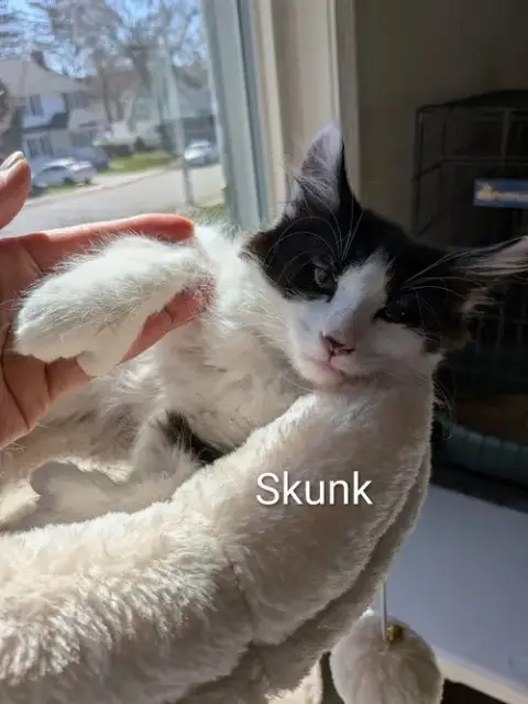 Skunk photo 2