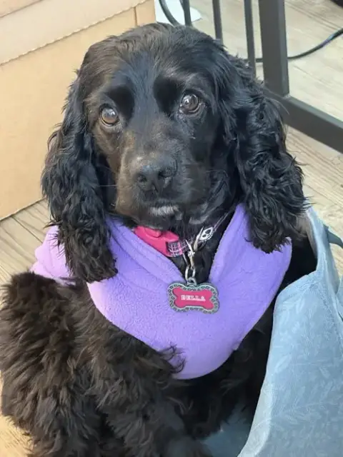 Bella photo 3