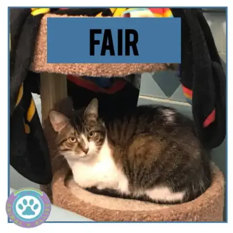 Fair The Anti-Cat Cat photo 4