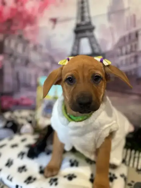 Valentina