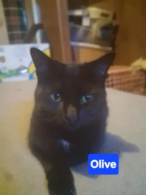Zz Baby Olive Gothic Princess