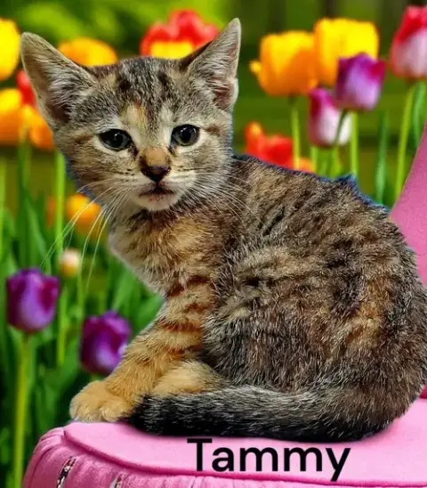 Tammy photo 3