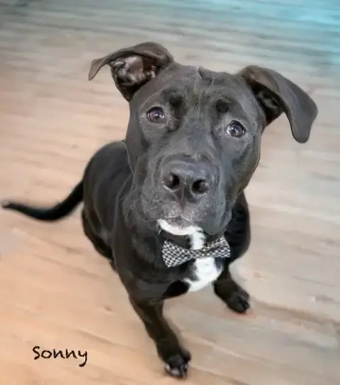 Sonny