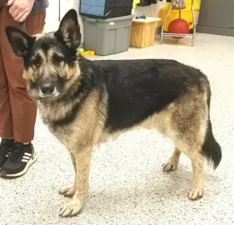 Bear photo 5