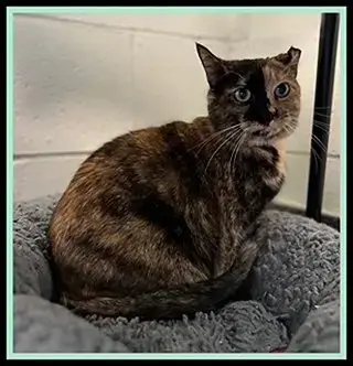 Nala