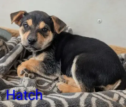 Hatch photo 2