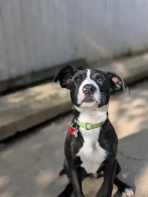 Puppy Mint