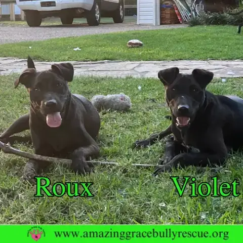 Roux 2 photo 2