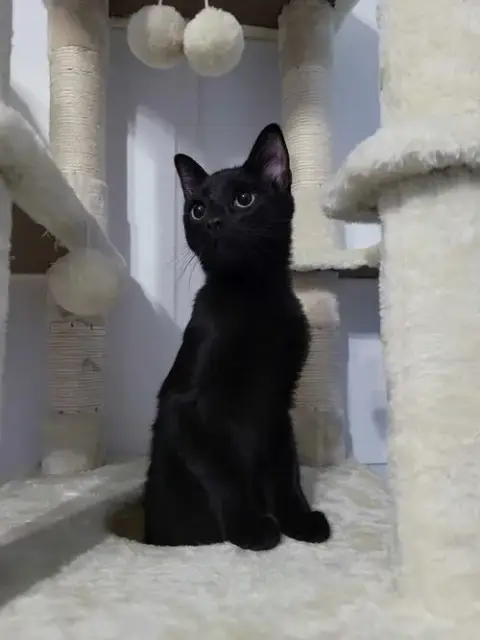 Salem