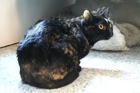 Mindi photo 5