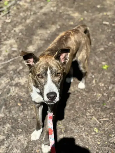 Rocket photo 2