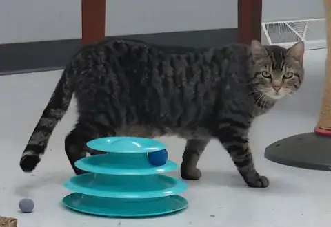 Cleo