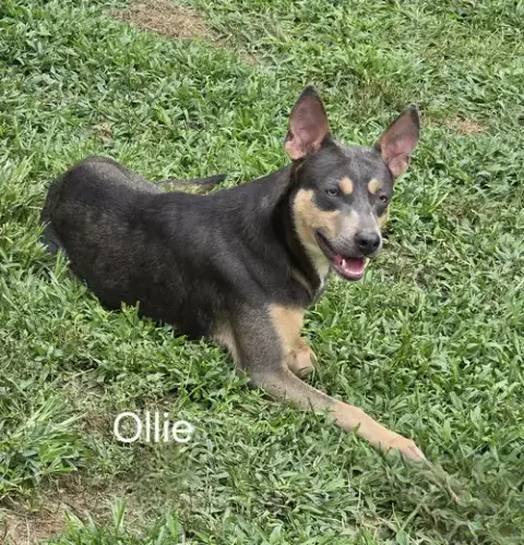 Ollie