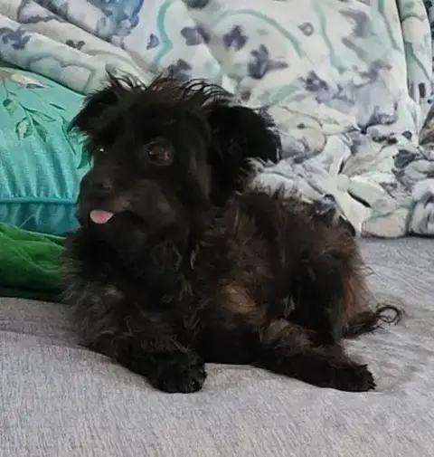 Little Buddy photo 4
