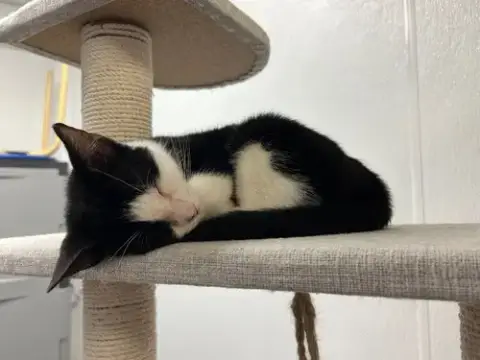 Misha And Magpie