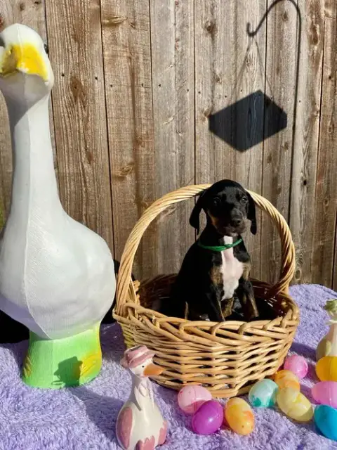 Hazel'S Pup Sage photo 3