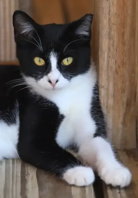 Domino photo 3