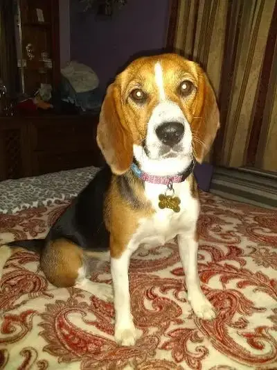 Tika photo 4
