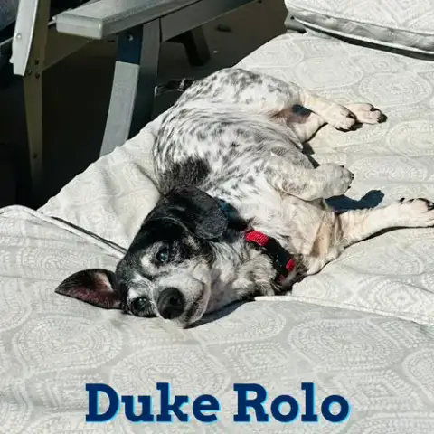 Duke Rolo photo 5