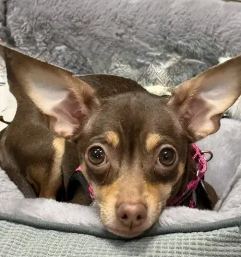 Millie Mae photo 2