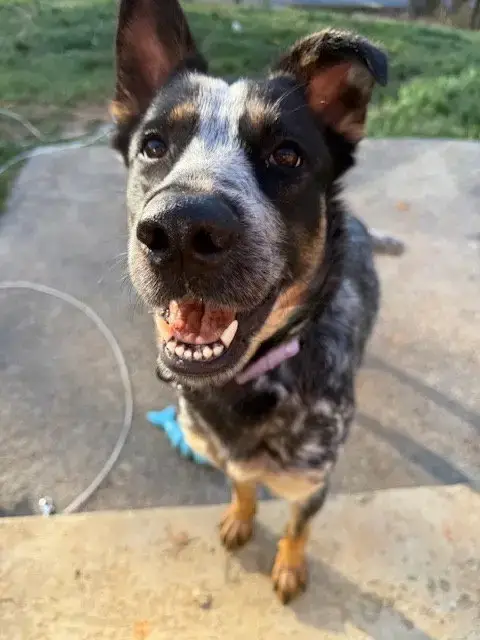 Rosie photo 2