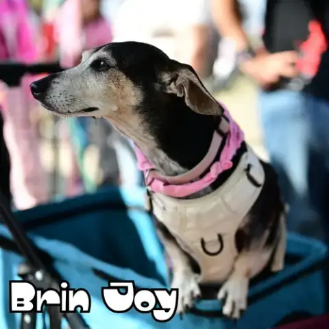 Brin Joy photo 2