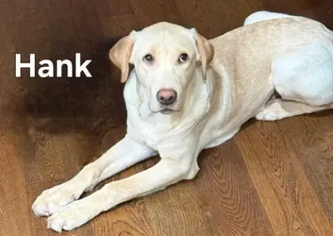 Hank The Tank photo 2