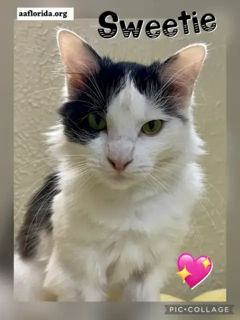 Sweetie *Cyd
