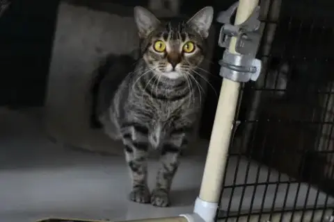 Miss Kitty photo 3