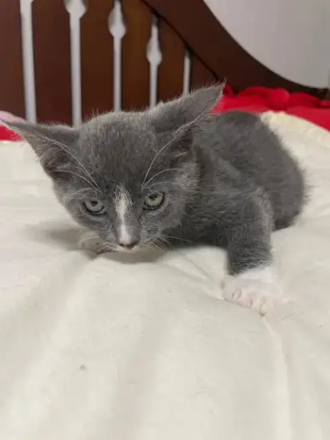 Slate photo 5