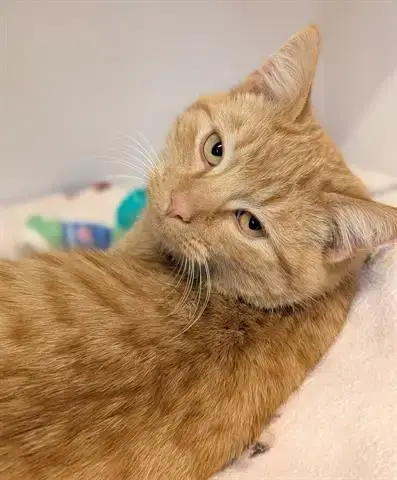 Dylan