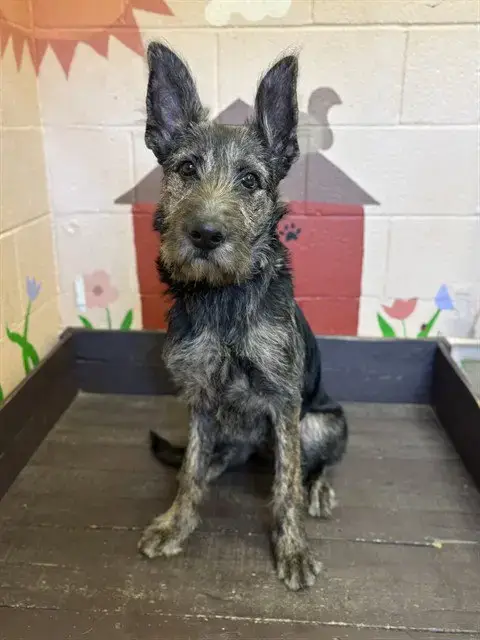 Nova