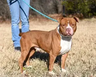 Da 47 Rocky photo 4