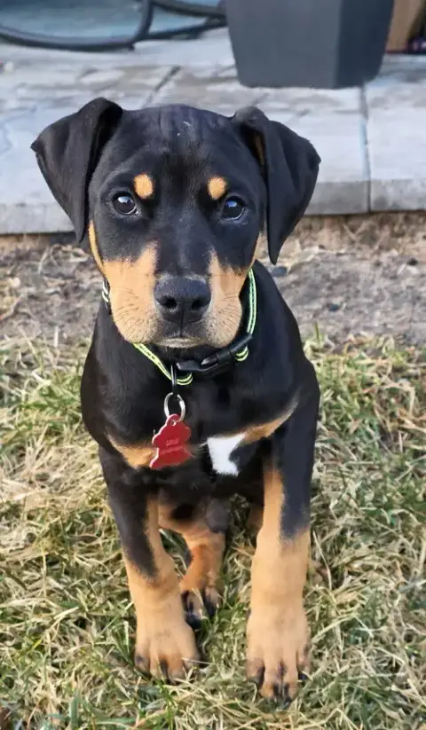 Theo