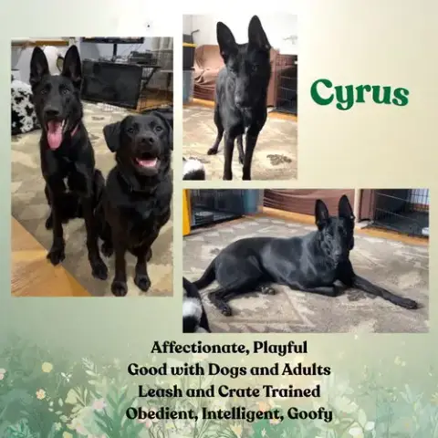Cyrus