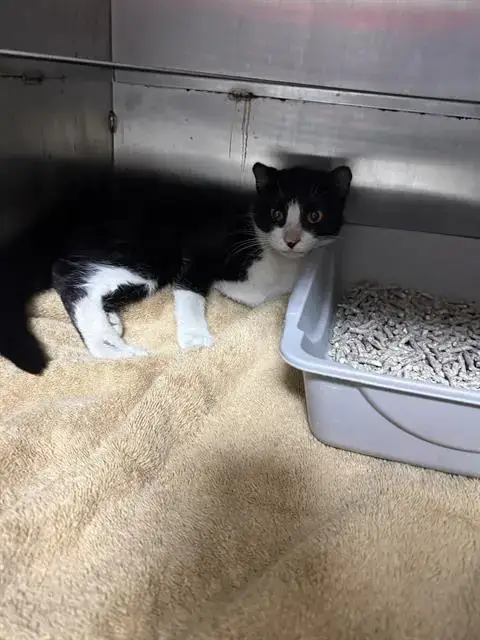 Biscuits