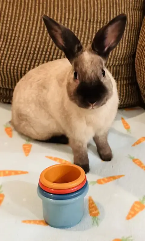 Oliver photo 4