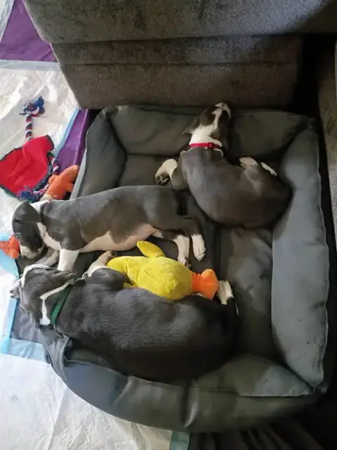 Pheonie photo 3