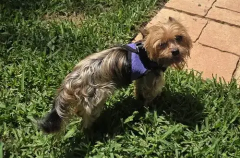 Petey(4) photo 2