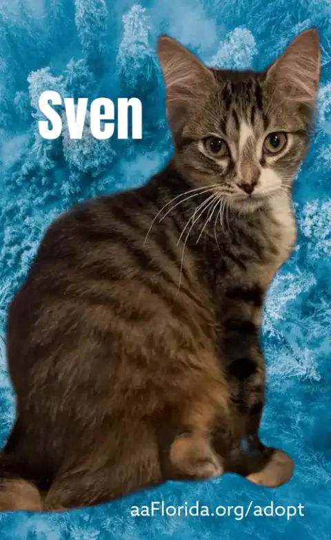 Sven photo 5