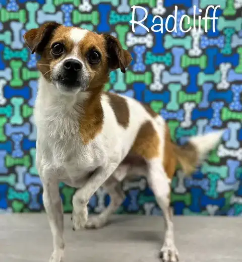 Radcliffe
