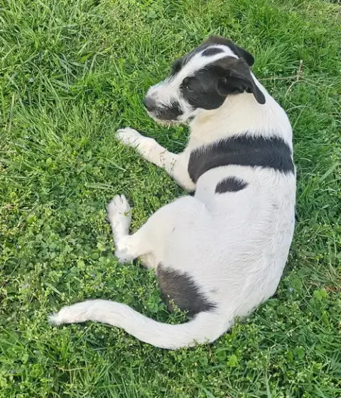 Bucky photo 3