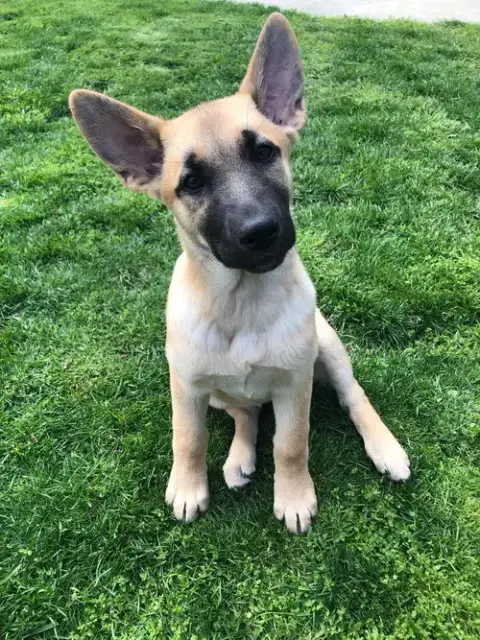 Leia photo 5