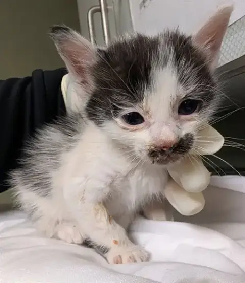 Splish