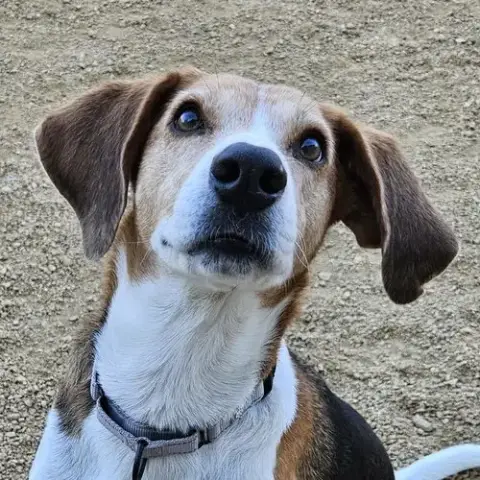 Kip